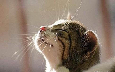 请问猫咪呕吐的原因及处理方法?