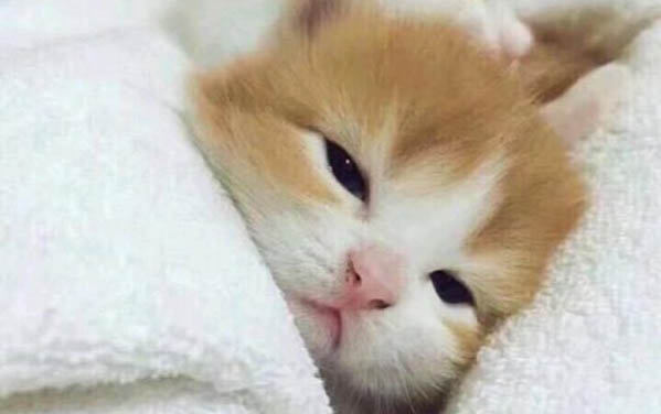 猫多大的时候会发情