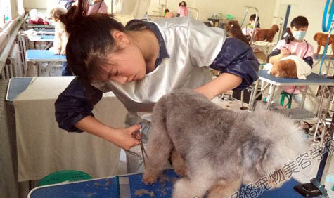 狗办工作犬证的流程有哪些