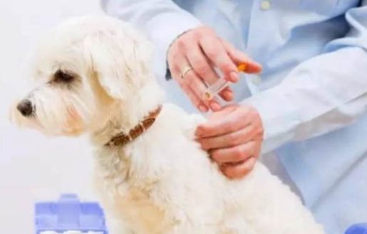 幼犬犬瘟治愈要多久