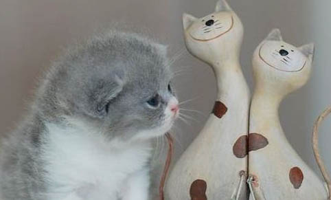 猫可以闻檀香吗