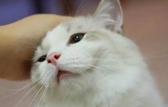 猫在农村走丢了会自己回来不