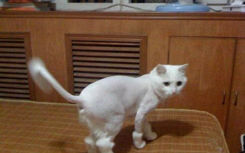 被猫咪抓出血了要打针吗