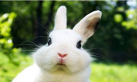 小兔子多久断奶自己吃草活？
