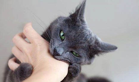 猫可以吃猫条吗