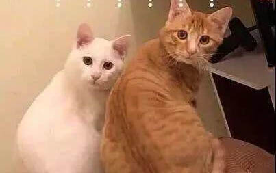 猫咪流眼泪眼睛睁不开是怎么回事