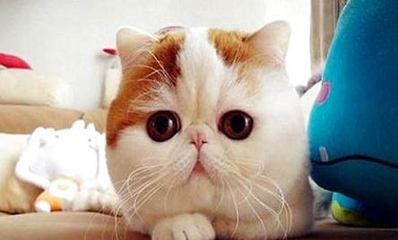 猫身上秃了一块,该如何处理?