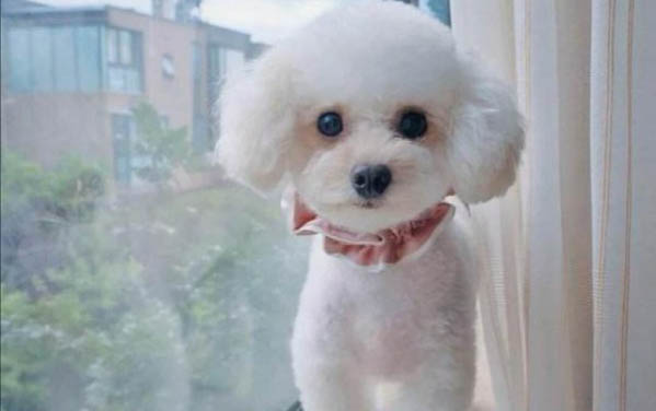 泰迪情绪低落的表现