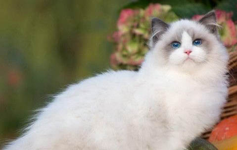 布偶猫怀孕多久生产