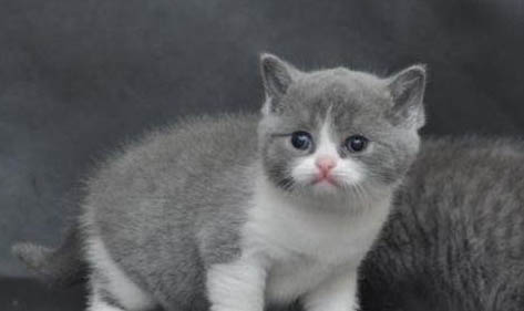 英国蓝白色短毛猫