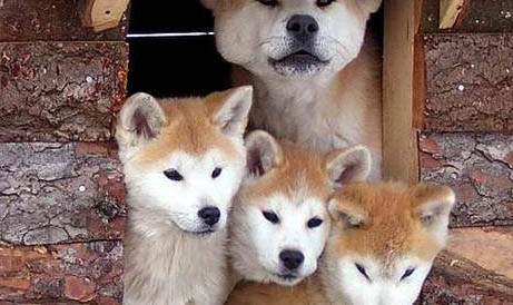 秋田犬可以养吗
