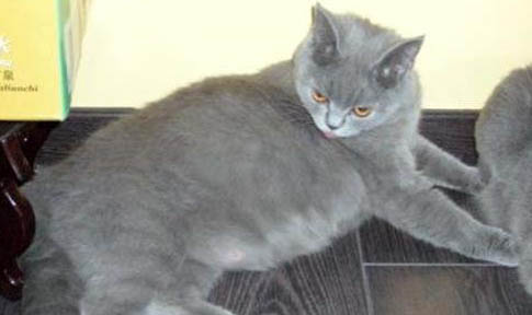 英短蓝猫怀孕多久生小猫