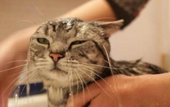 小猫鼻子干燥是正常的嘛