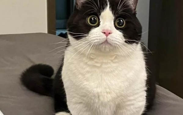 小猫拉稀禁食吗