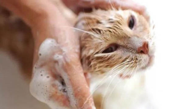 猫咪突然一直打喷嚏