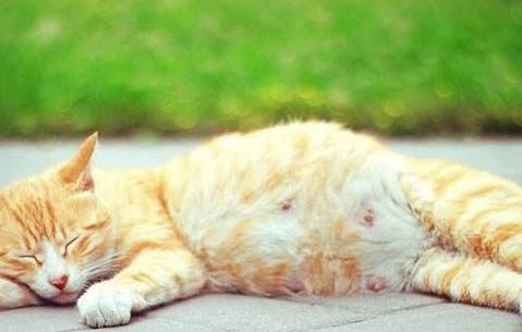 猫为什么骨头软