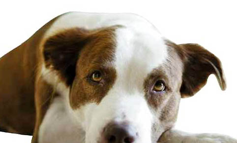 宠物狗：狗治疗肠炎都有什么药