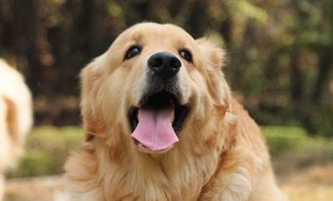 导盲犬小q是什么犬拉布拉多的温顺有更多人喜爱!