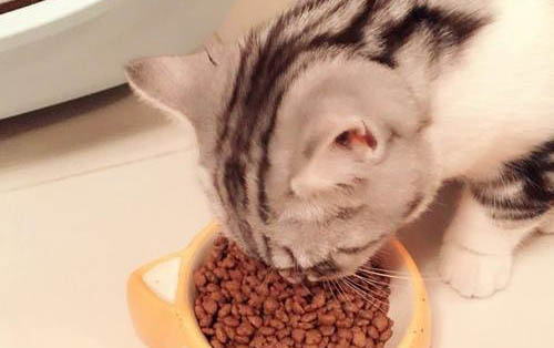 猫咪益生菌狗狗可以吃吗