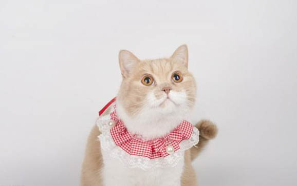 猫咪平时能不能吃糖?