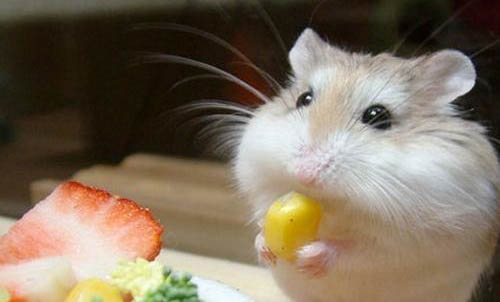 仓鼠可以吃南瓜吗