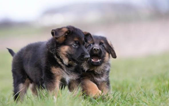 幼犬粮成犬可以吃吗