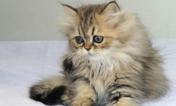 猫能吃鸡肝吗？