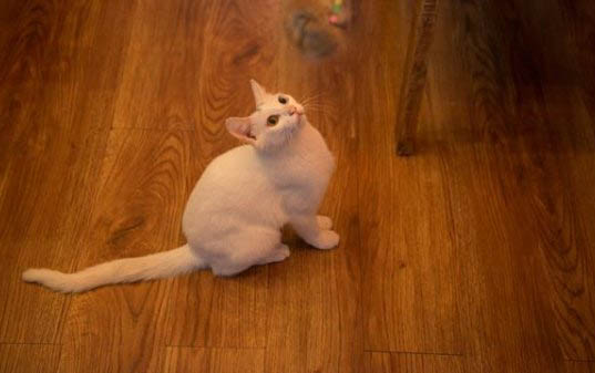 猫咪冬天剃毛会感冒吗