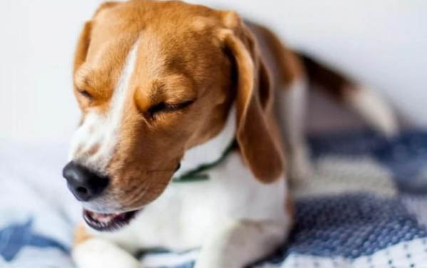 狗狗被蜱虫咬后的症状有哪些？