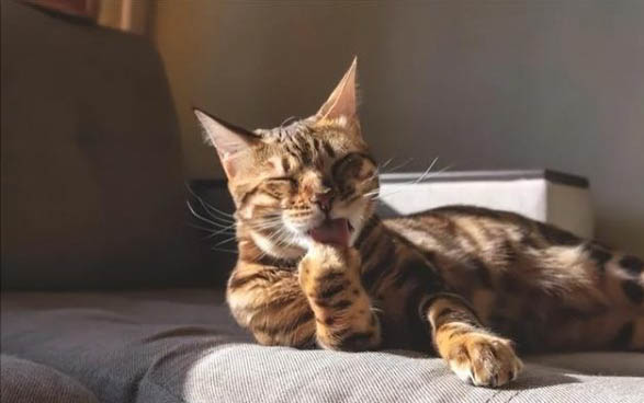 什么时候猫咪需要吃营养膏