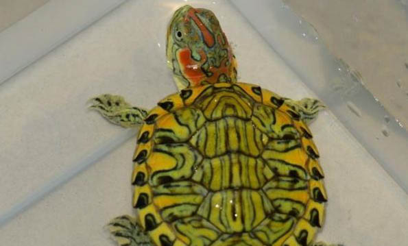 巴西龟龟壳发红是什么原因