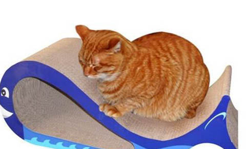 猫咪打了疫苗还会得猫瘟吗?