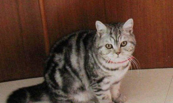 小猫美短价格是多少
