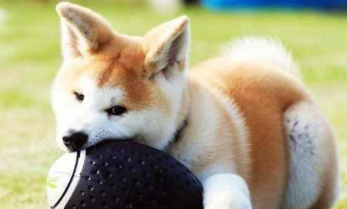 怎么挑选柴犬