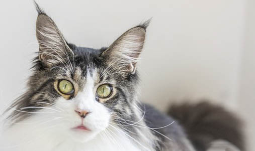 东方长毛猫和巴厘猫哪个好养