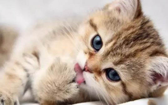 小猫咪几个月可以洗澡