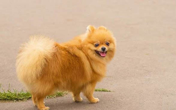 博美犬和泰迪哪个好