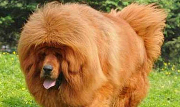 藏獒为什么凶