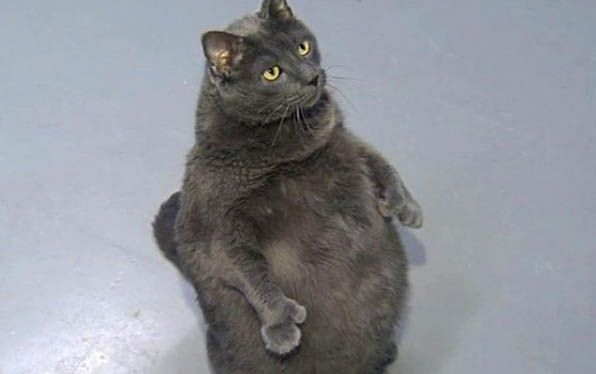 五个月的猫咪怎么养熟