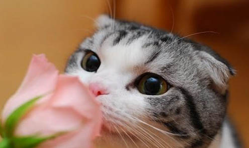 猫咪益生菌哪个牌子好?