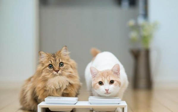 三个月的小猫咪能一次吃一个罐头不