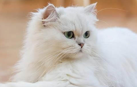 世界上血统最高贵的猫,世界十大贵族猫排名