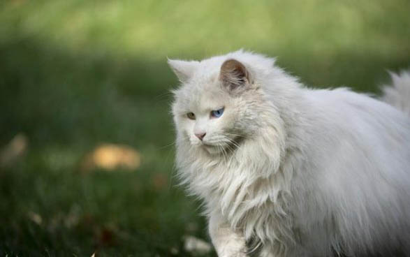 猫咪大量喝水大量排尿说明什么