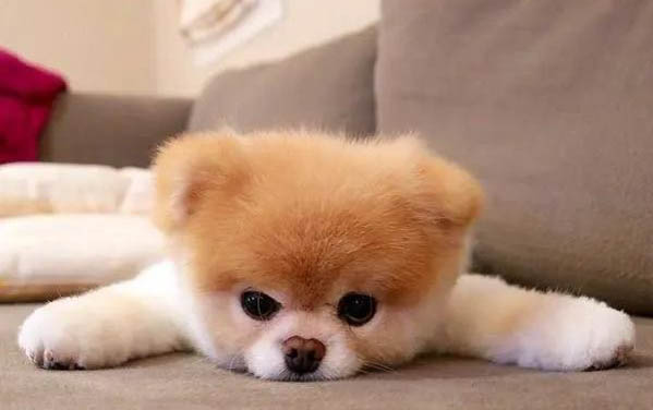 狗狗打胎药有哪些