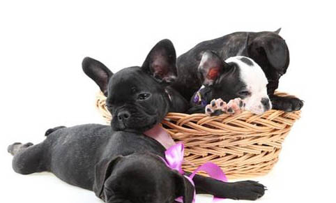 法国斗牛犬和英国斗牛犬哪个好
