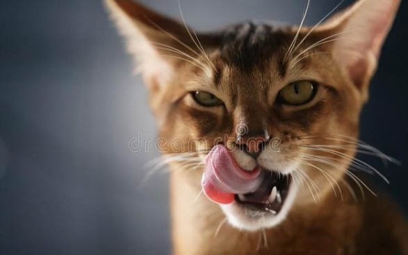小猫一个月洗一次澡可以吗
