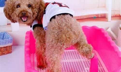狗狗神经性犬瘟抽搐吃什么药