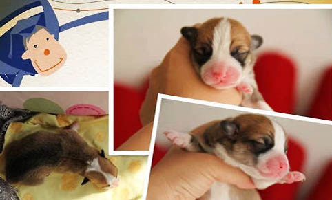 幼犬细小初期症状