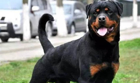 德国罗威纳犬的特征