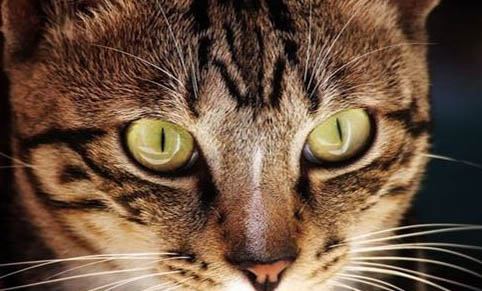 猫咪呼吸时肚子一抽一抽的是正常的吗？细心观察猫咪状态很重要